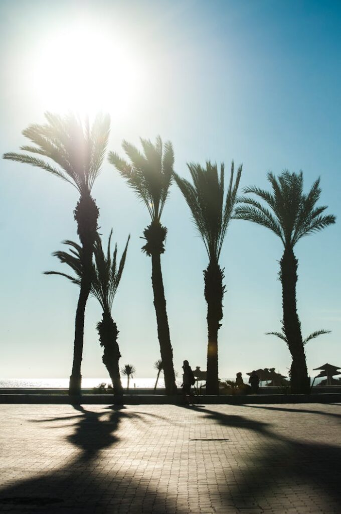 Silhouetted palm trees on a coastal promenade during sunset in Agadir, Morocco.