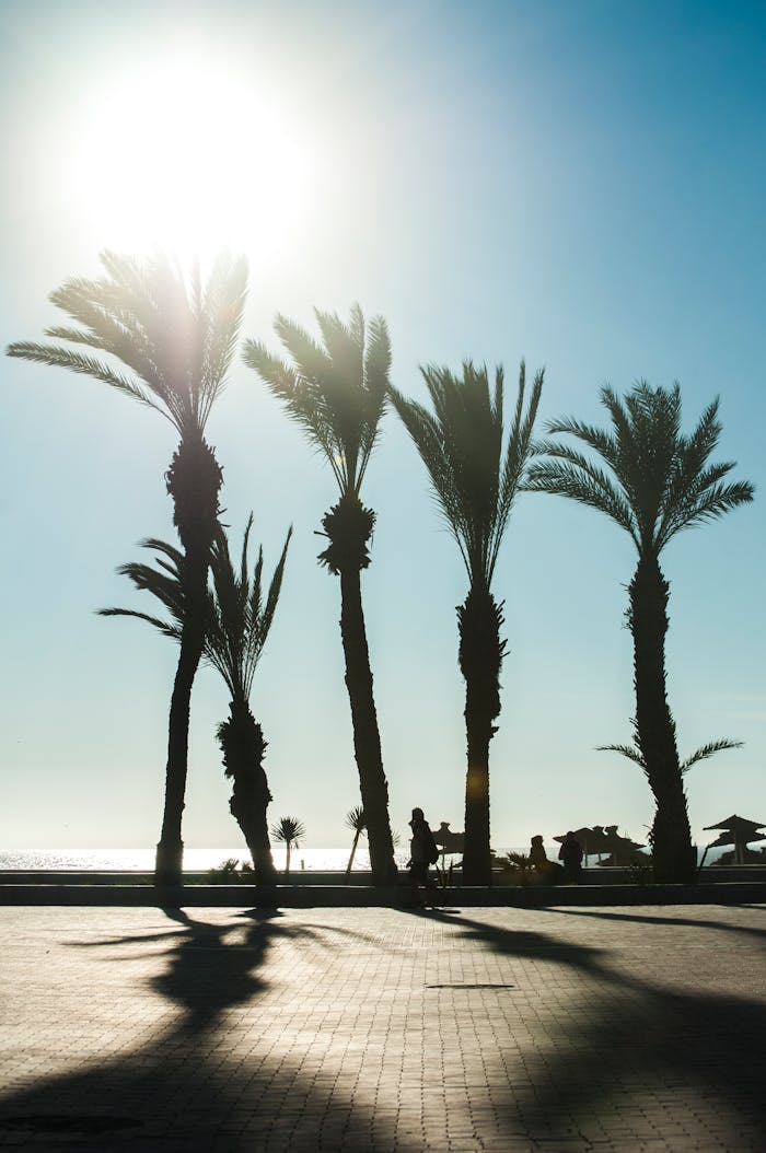 Silhouetted palm trees on a coastal promenade during sunset in Agadir, Morocco.